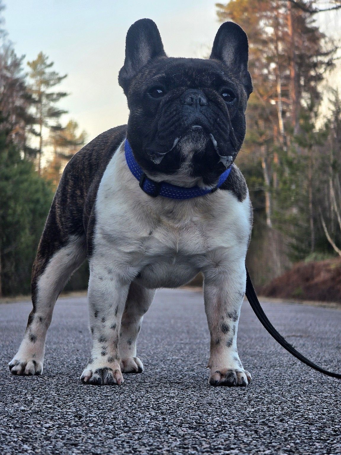 Logan Of The Dave-n Dogs